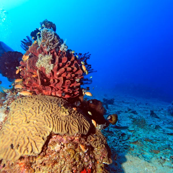 Peces tropicales cerca del colorido arrecife de coral —  Fotos de Stock