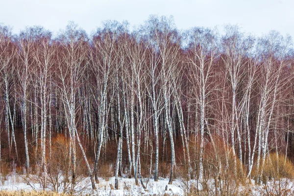 Forêt de bouleaux avec neige en hiver — Photo