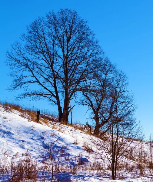 Árbol único en paisaje de pendiente nevada — Foto de Stock