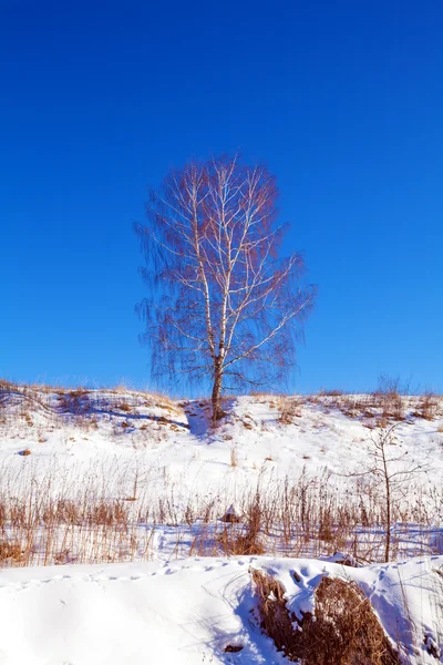 Jednej brzozy w Snowy pochylają krajobraz — Zdjęcie stockowe