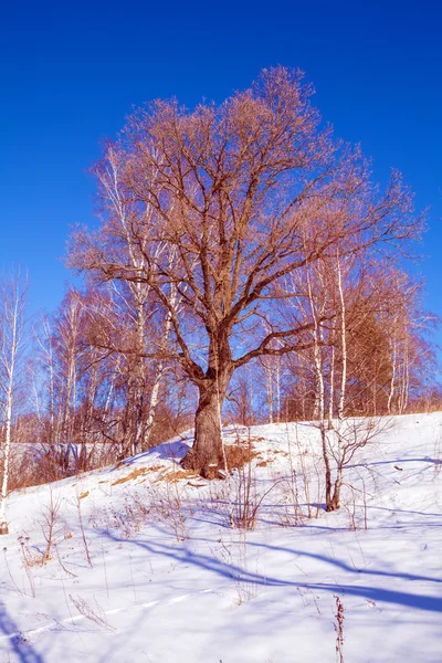 Árbol de roble único en paisaje de ladera nevada —  Fotos de Stock