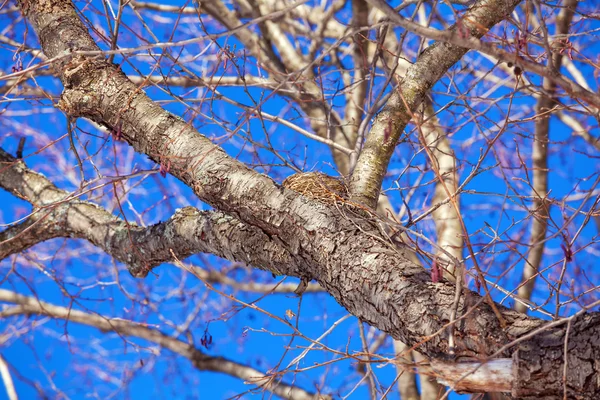 Bird Nest at Winter Tree — Stock Photo, Image