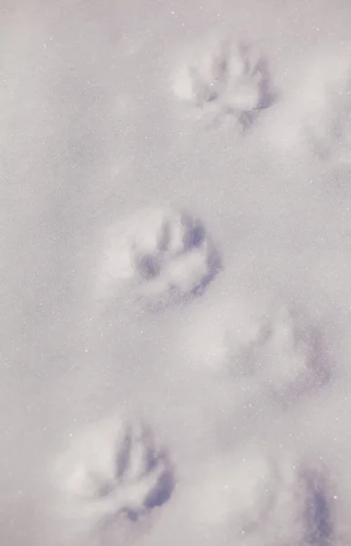 雪背景と犬の足跡 — ストック写真