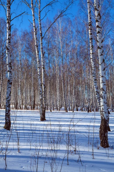 Birkenwald mit Schnee im Winter — Stockfoto