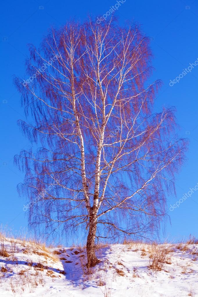Singles in birch tree missouri