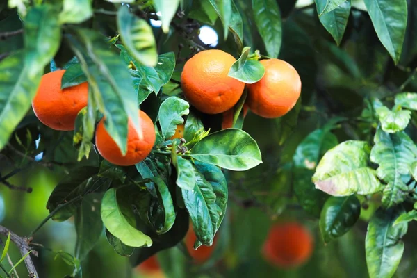 Pomarańcze na drzewo — Zdjęcie stockowe