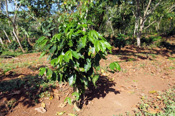 Plantación de café en Cuba — Foto de Stock