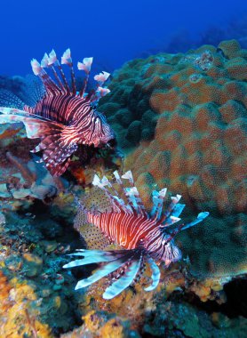 Mercan, Cayo Largo yakınındaki lionfish (Pterois)