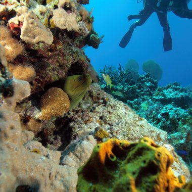 Dev Moray yılan balığı ve Scuba Diver