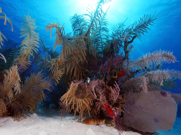 Colorful Coral Landscape of Caribbean Sea