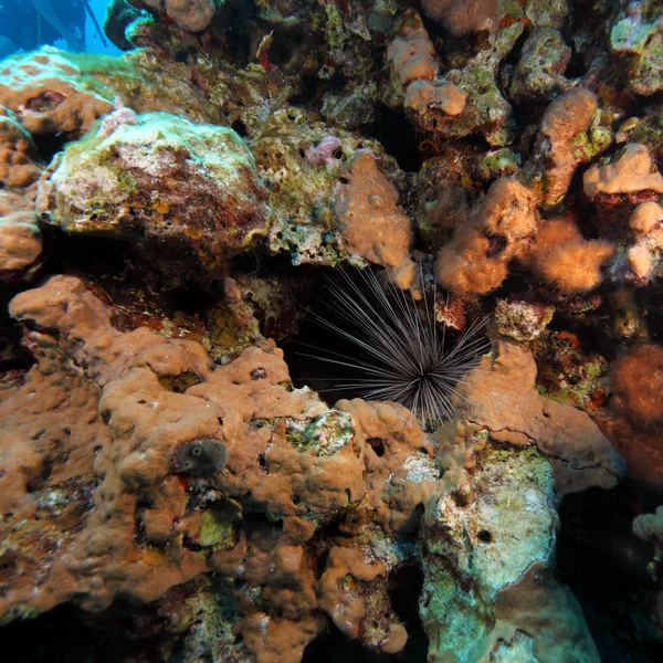 Spiny Sea Urchin — Stock Photo, Image