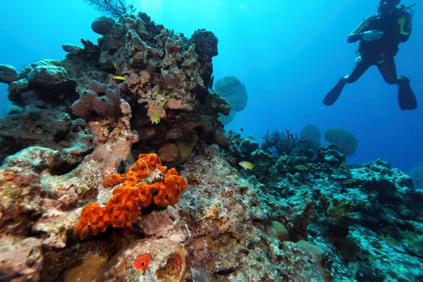 Obří Moray úhoře a Scuba Diver — Stock fotografie