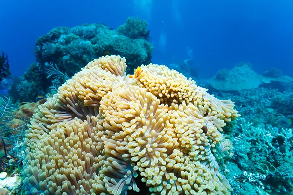 Underwater Landscape with Anemone Fish — Stockfoto