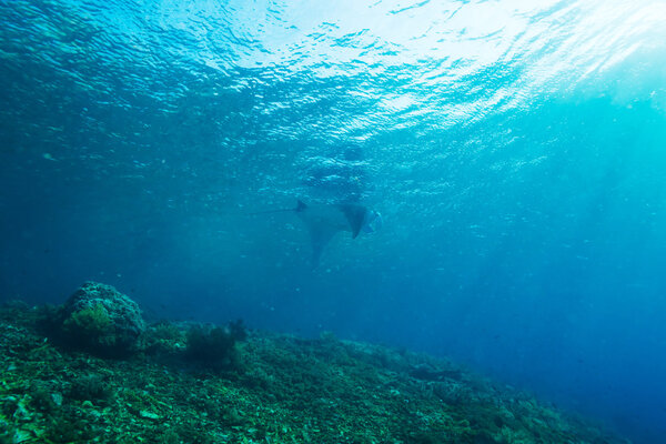 Manta birostris, Komodo, Индонезия
