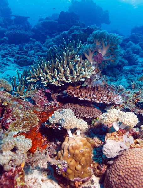 Peixes e fundo do mar do ecossistema — Fotografia de Stock