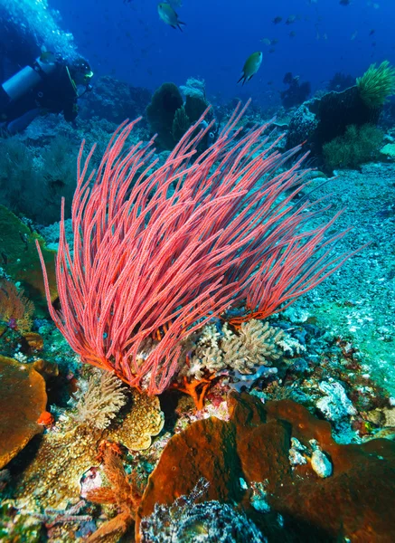 Peces y fondo marino del ecosistema — Foto de Stock