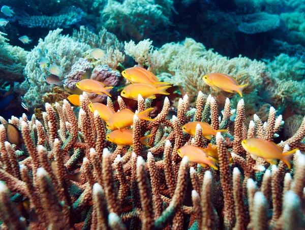 Onderwater landschap met honderden vissen — Stockfoto