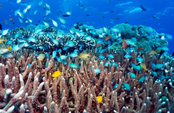 Undervattenslandskap med hundratals fiskar — Stockfoto