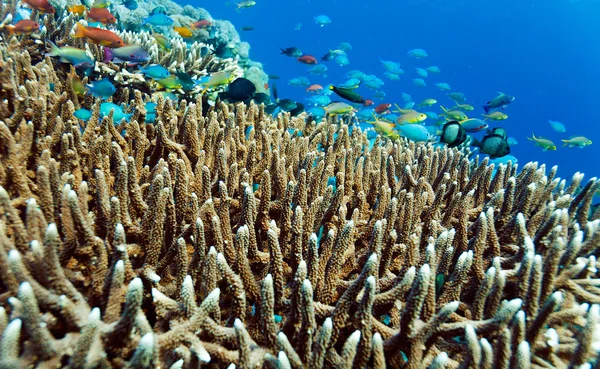 Paisagem subaquática com centenas de peixes — Fotografia de Stock