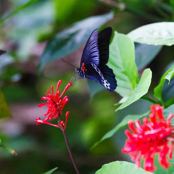 Big Blue Butterfly, Bali — Stock Fotó