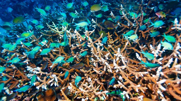 Underwater Landscape with Hundreds of Fishes Stock Picture