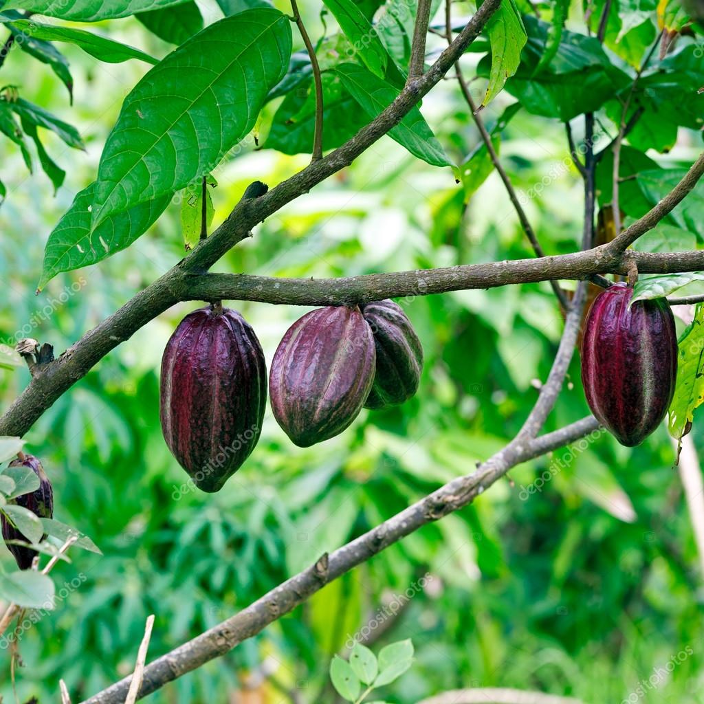 Cacaobeans (chocolate tree), Bali Stock Photo by ©Rostislavv 82944284
