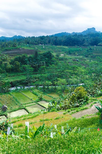 Landschaft mit Reisfeld Bali Island, Indonesien — Stockfoto