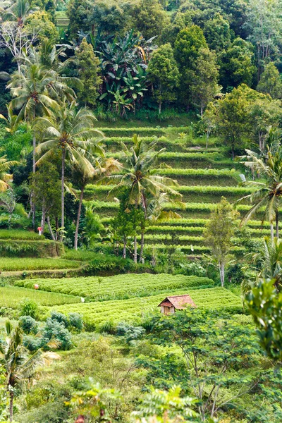 Landskap med ris fält ön Bali, Indonesien — Stockfoto