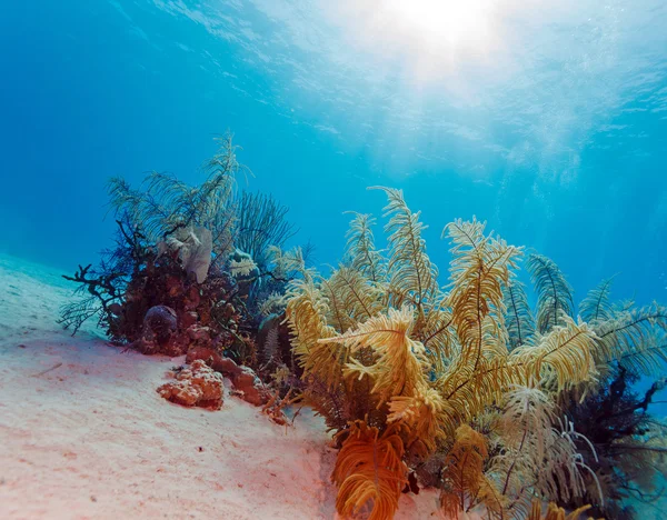 Mjuka koraller nära Cayo Largo — Stockfoto