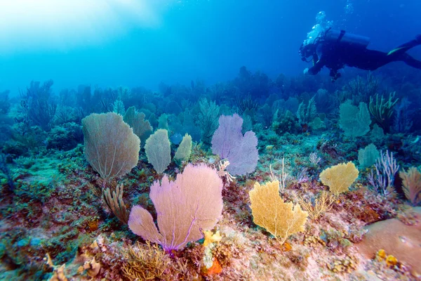 Scuba Diver genç adam — Stok fotoğraf