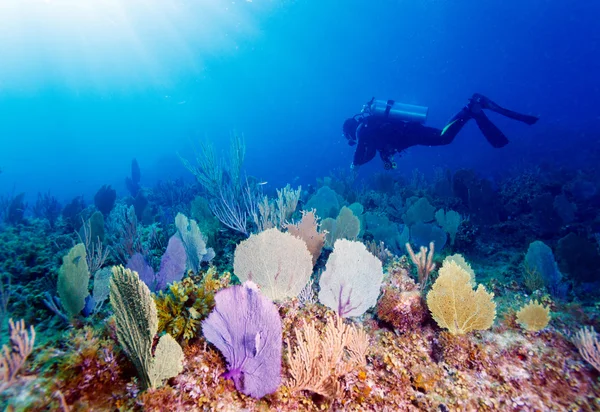 Giovane subacqueo — Foto Stock