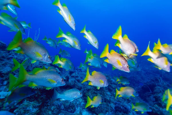 Skola av snappers, Cayo Larg — Stockfoto