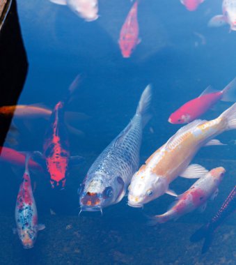 Koi Pond ile Japonya renkli Carps balıkçı
