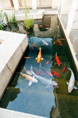 Koi Pond ile Japonya renkli Carps balıkçı
