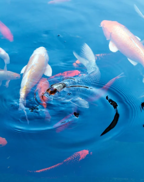 Koi Lagoa com Japão Carpas coloridas Peixes — Fotografia de Stock