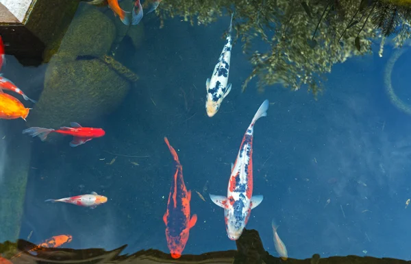 日本のカラフルな鯉魚の鯉の池 — ストック写真