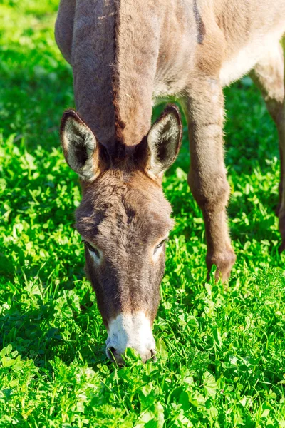Cute Donkey Eating Green Grass near Lake