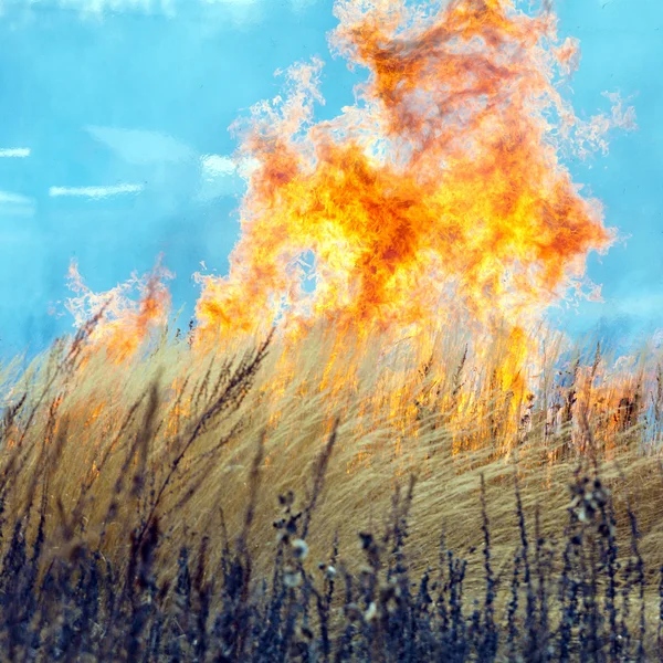 Suchej trawy pole ognia katastrofą zbliżenie — Zdjęcie stockowe