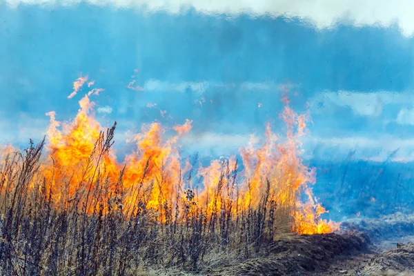 Крупный план пожара на сухом травяном поле — стоковое фото