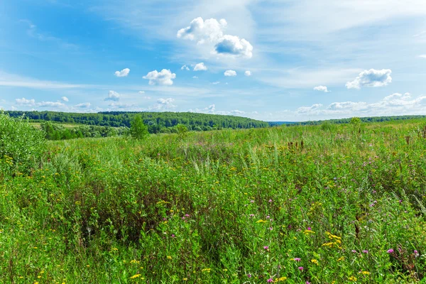 Bright Summer Landscape with Green Field and Clouds — Stock Photo, Image