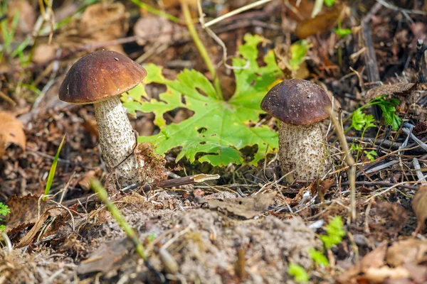 Березовый гриб Bolete (Подосиновик scabrum) в осенний лес — стоковое фото