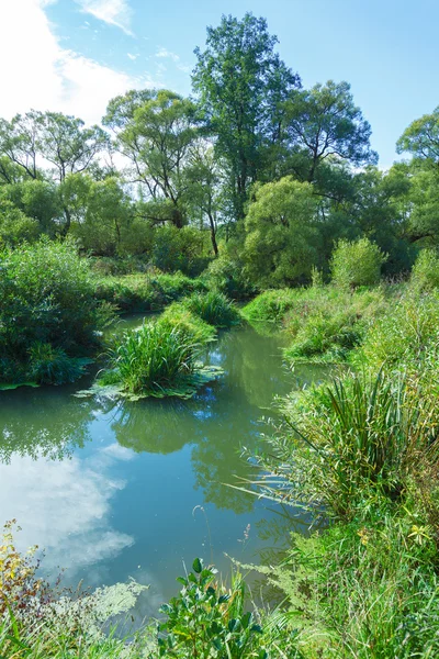 Лесное болото с ярко-зелеными растениями и травой — стоковое фото
