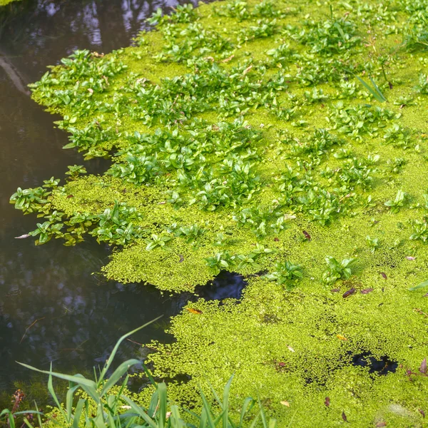 Floresta pântano com plantas verdes brilhantes e grama — Fotografia de Stock