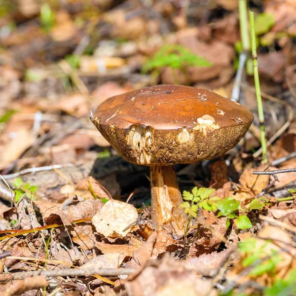 Birch Bolete (Leccinum scabrum) Mushroom in Autumn Forest — Stock Image Birch Bolete (Leccinum scabrum) Mushroom in Autumn Forest Royalty Free Stock Photos