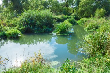 Parlak yeşil bitkiler ve ot ile orman bataklık