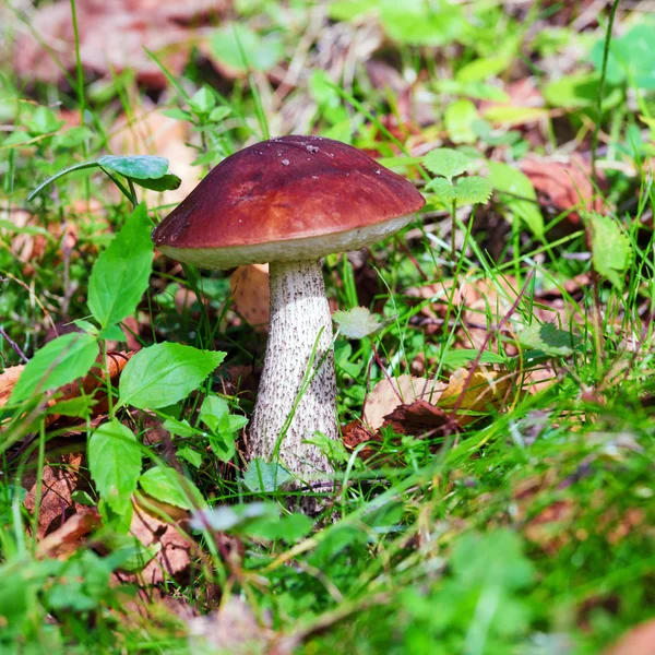 Birkenpilz (leccinum scabrum) im Herbstwald — Stockfoto