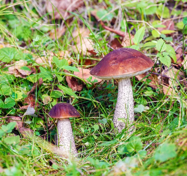 Березовый гриб Bolete (Подосиновик scabrum) в осенний лес — стоковое фото