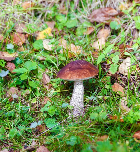 Березовый гриб Bolete (Подосиновик scabrum) в осенний лес — стоковое фото