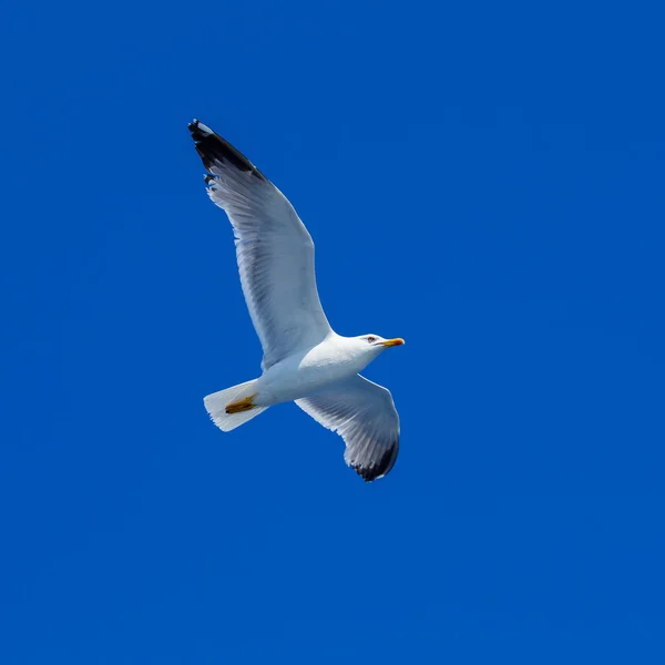 푸른 하늘에 날아다니는 바 다 갈매기 — 스톡 사진