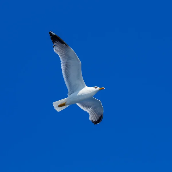 青い空を飛ぶ海のカモメ — ストック写真